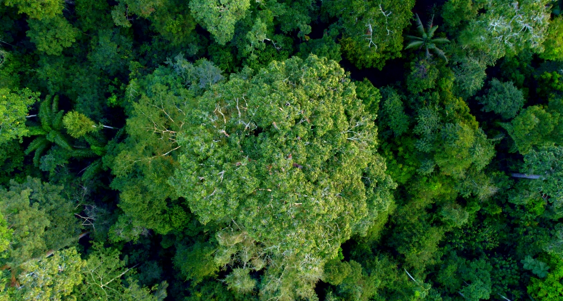Nature from above 